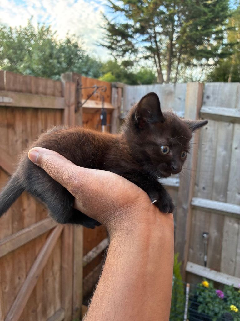 Two kittens boys 