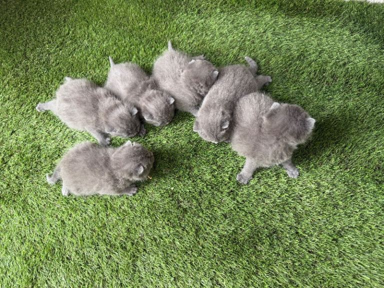 British Shorthair