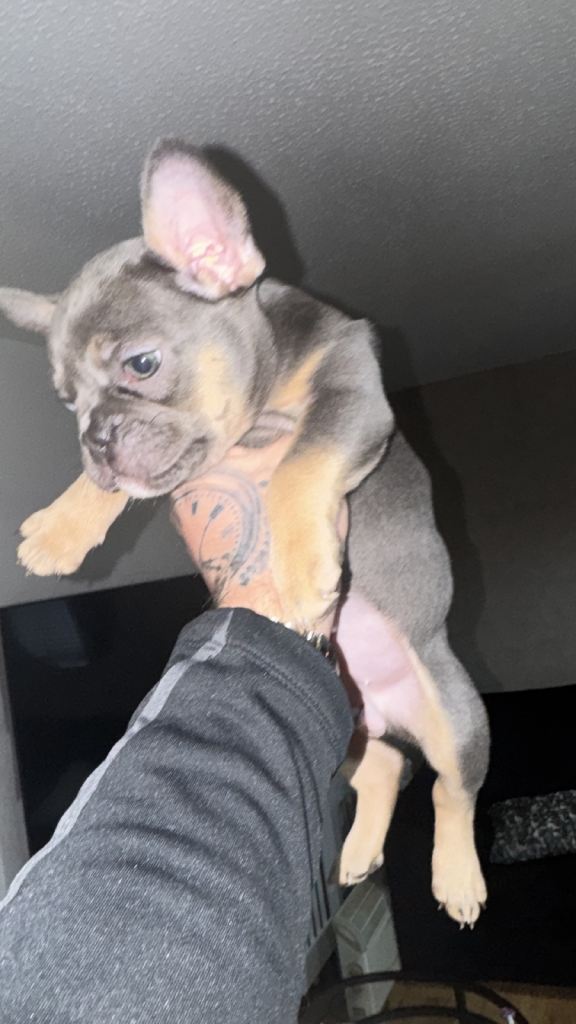 French bulldog puppies