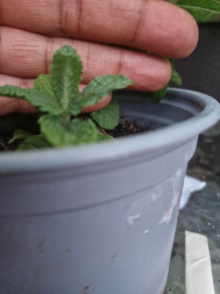 Established Mint Plant in Grey Pot