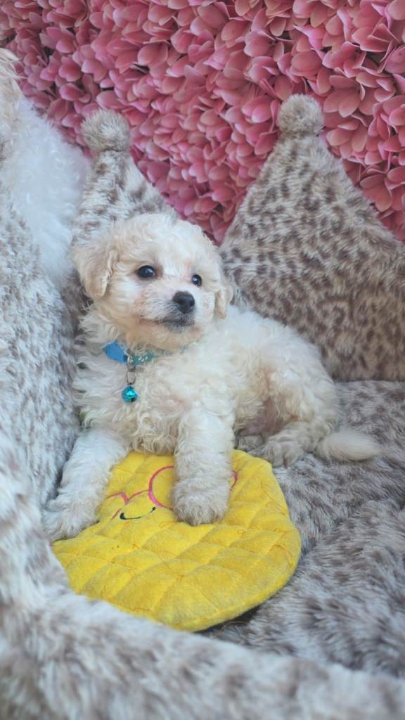 Bichon frise 