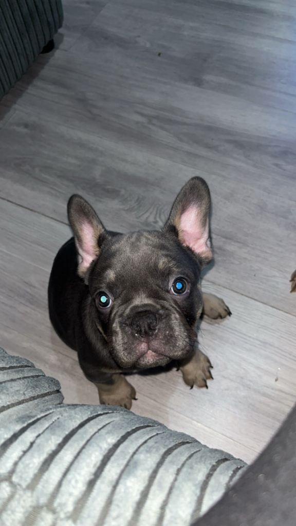 French bull dog puppy’s 