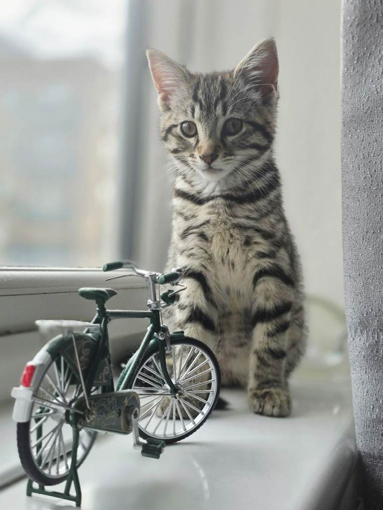 British short hair x breed 4 month old male kitten