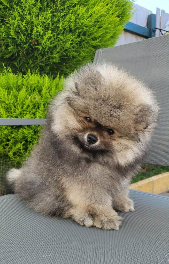 Pomeranian KC Registered Teddy Bear Boys – Cream Sable & Wolf Sable