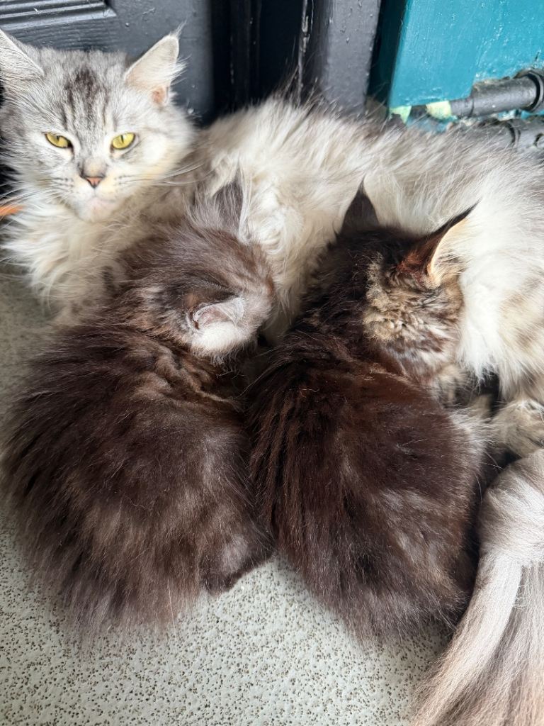 Maine coon kitten 