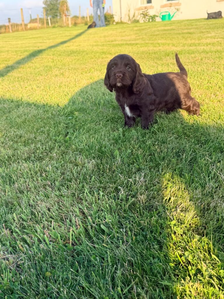 3 adorable cockerspaniel pups Left 