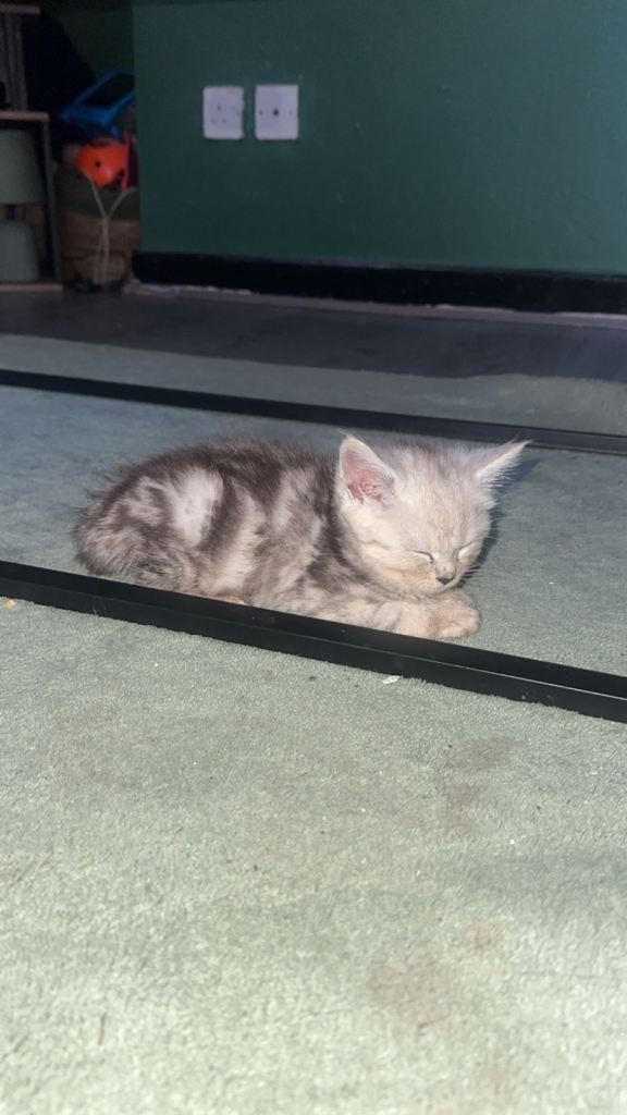 MAINE COON X BSH KITTEN