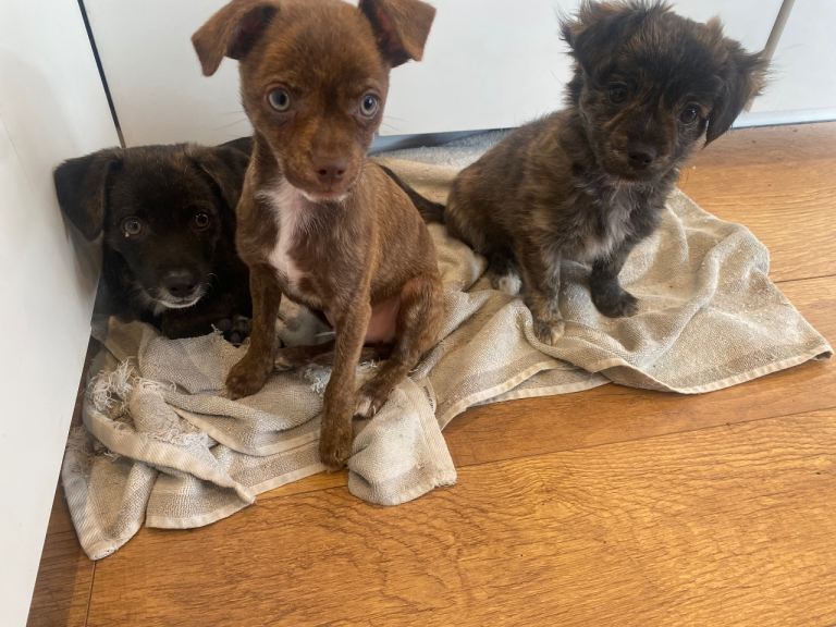 Jack Russel x Chihuahua puppies