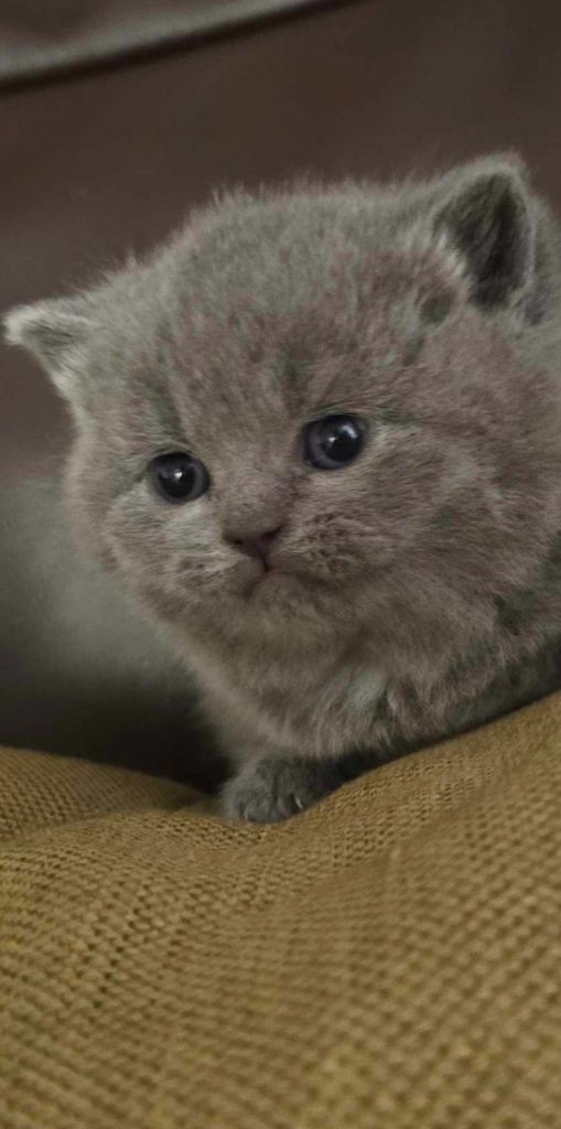 British shorthair Kittens