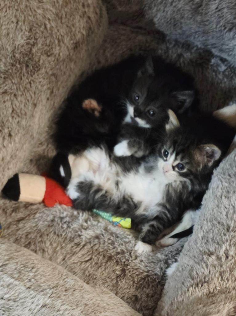 Kittens ready for their homes