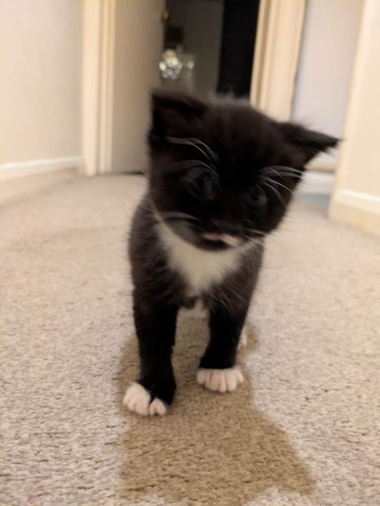 Mustache kitten for sale 