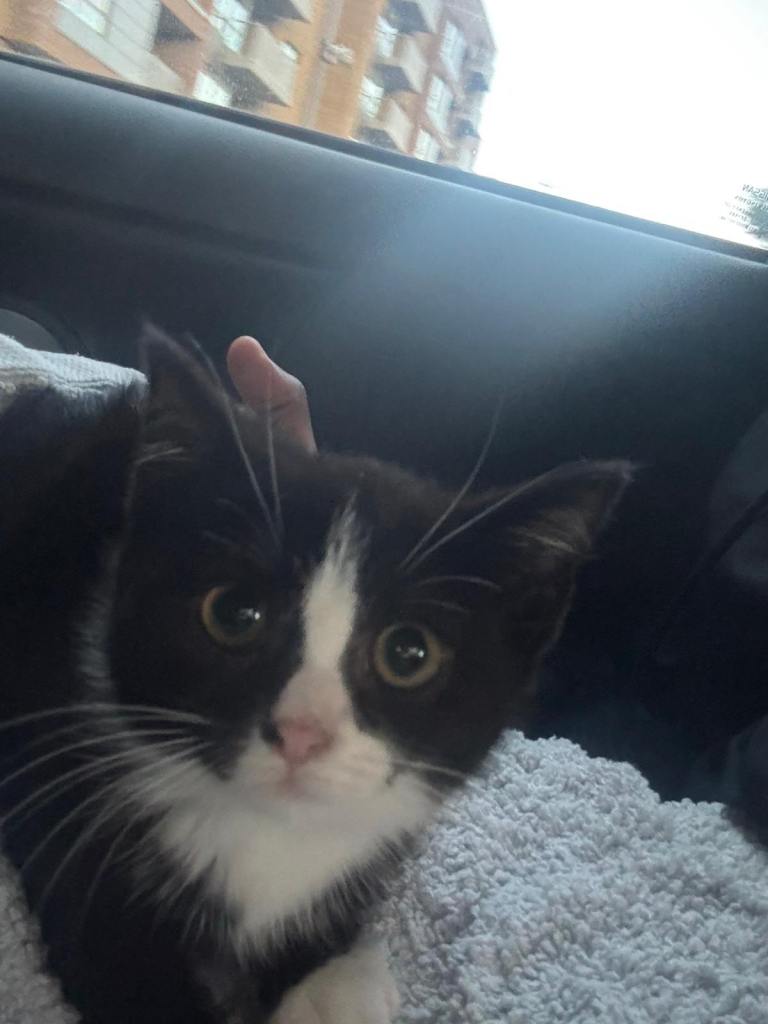 10 week old kitten 