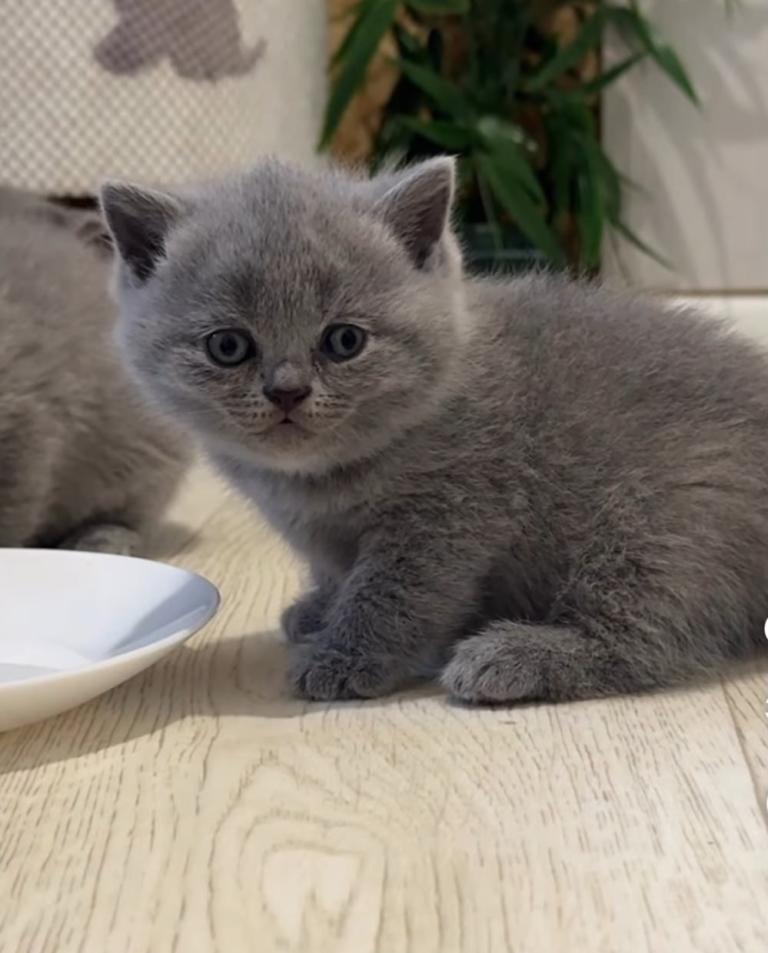Lovely blue kittens 