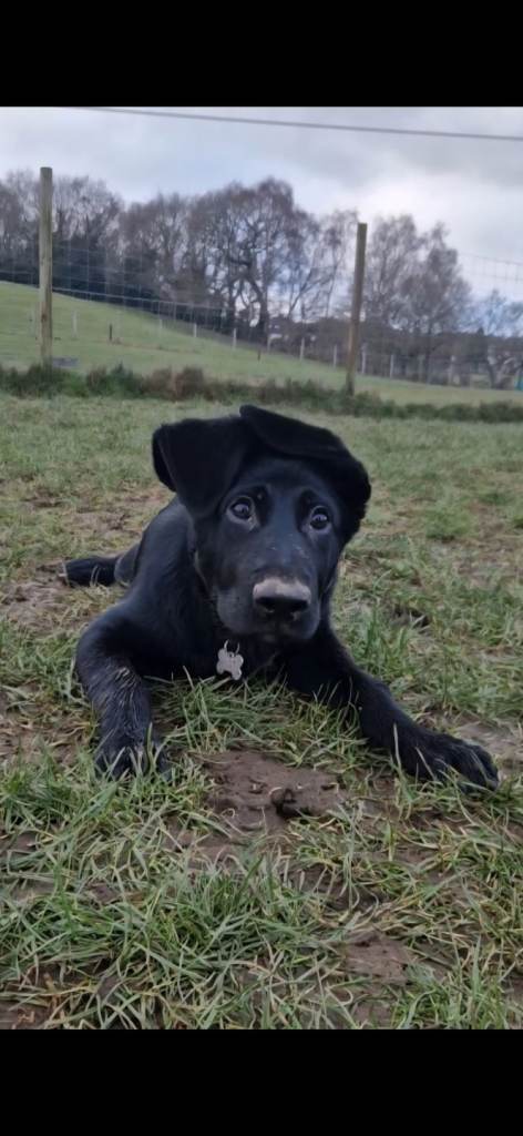 GSD x springer spaniel mix 6 months old Available for very reluctant sale.