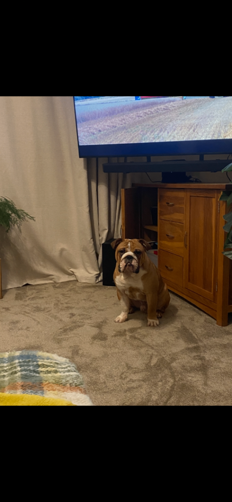 English Bulldog £200 