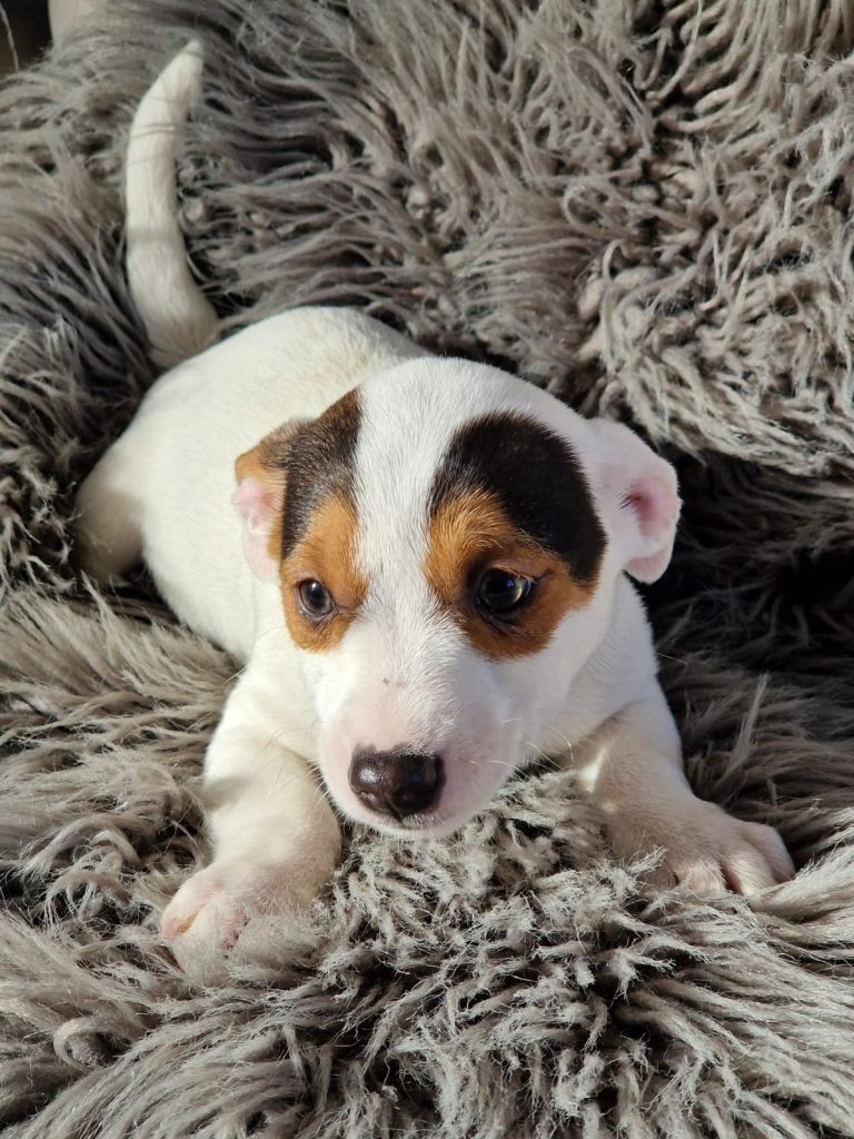 Pure Jack Russell puppies for sale Health clear 