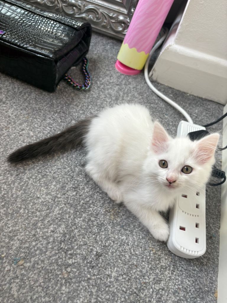Fluffy kittens for sale 