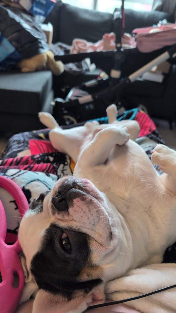 French bull dog for sale 