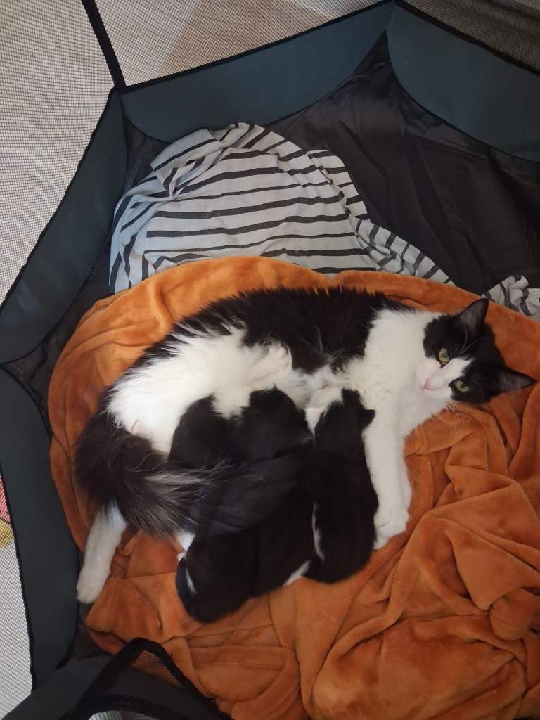 Kittens For Sale 