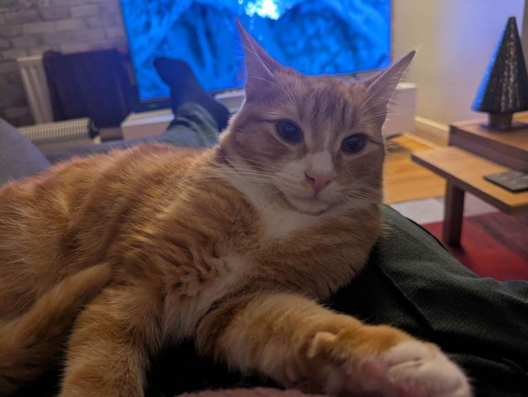 Ginger Kitten for sale