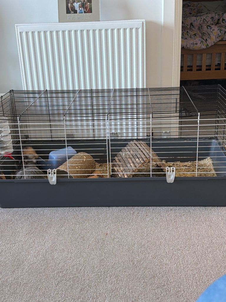 2 male guinea pigs