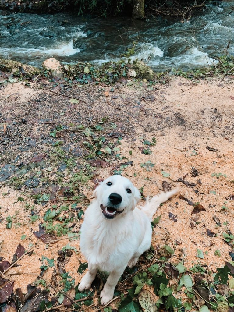 English cream golden retriever puppy 