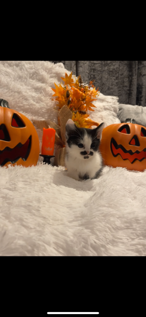 🎃6 beautiful kitten🎃 ready for Halloween 🎃 