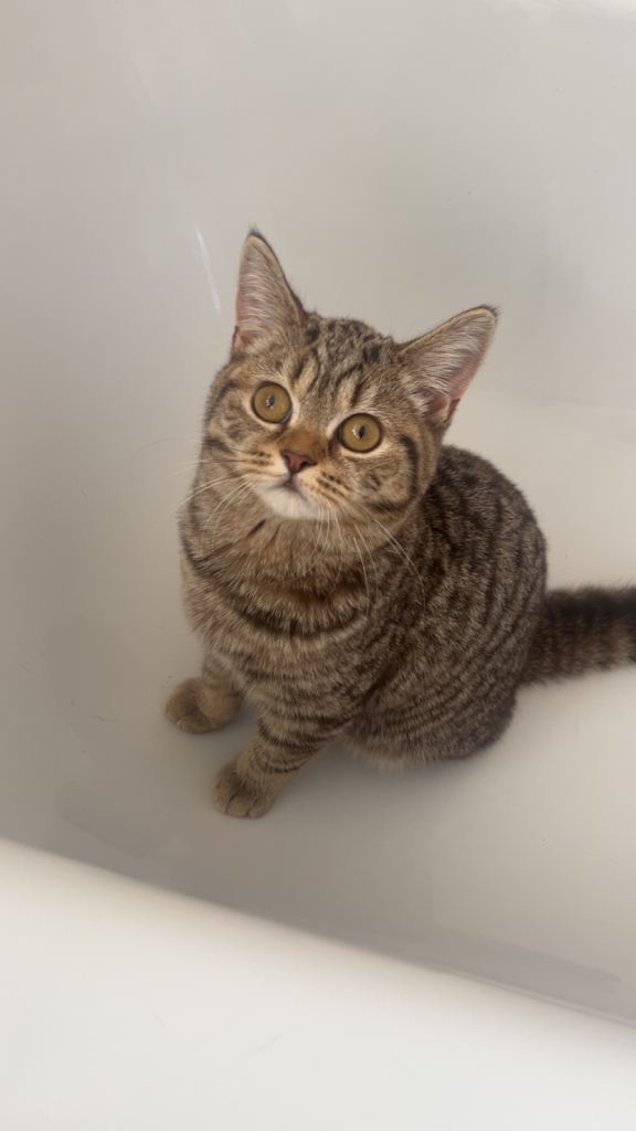 Female British Shorthair