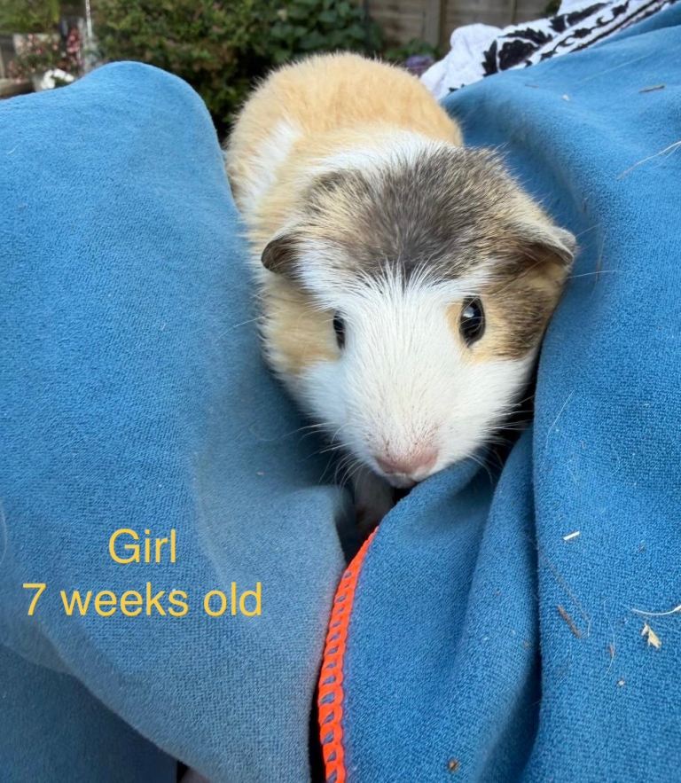 Guinea pigs 