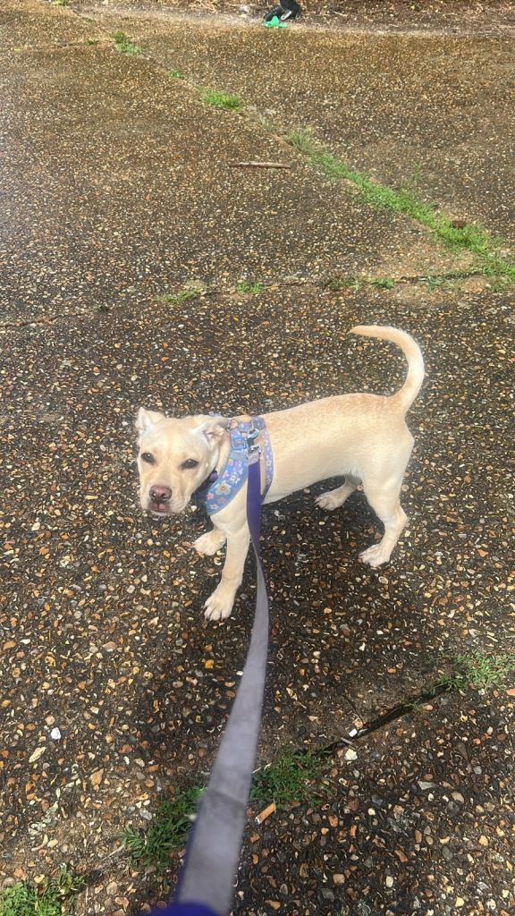 Cross Breed Labradoodle X Frenchie