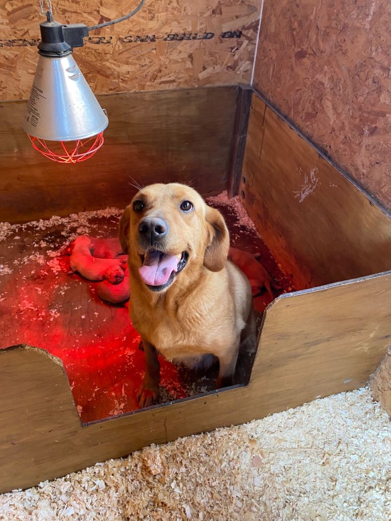 KC registered fox red Labradors