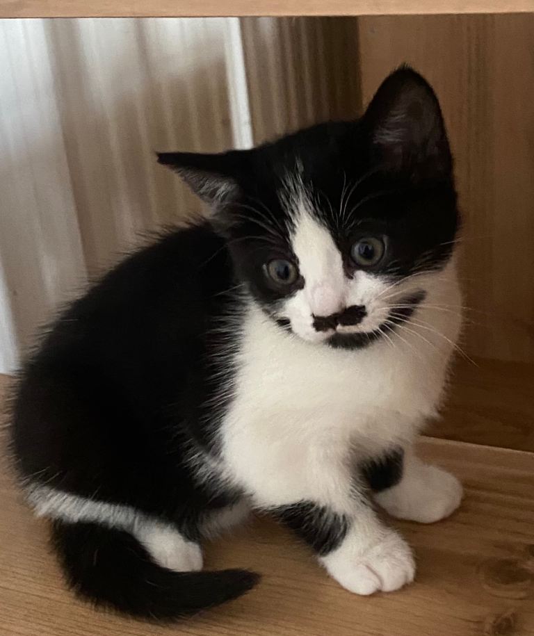 🐱 Beautiful Affectionate British Short Hair Kittens Looking for Loving Forever Homes 🐱