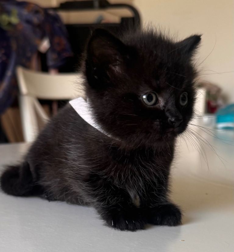 3 beautiful kittens ready to leave in 3 weeks