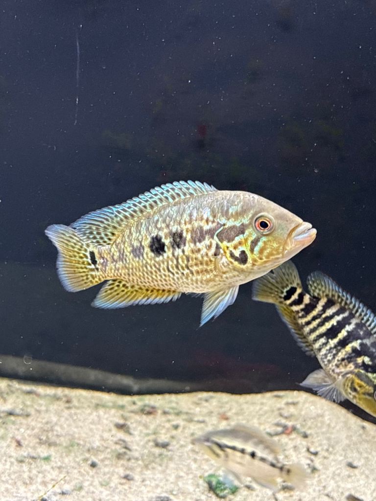 tropical fish cichlids 