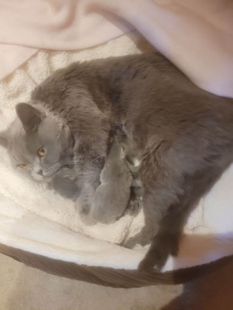 Stunning btitish pure bred blue kittens 