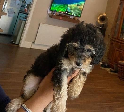 Toy poodle puppies