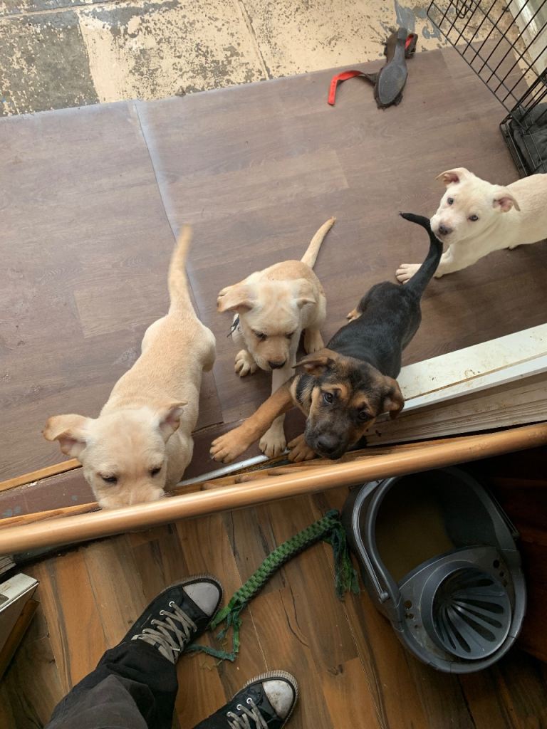 Puppies