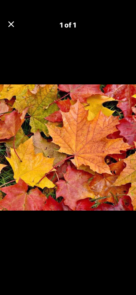 Autumn Leaves – Mixed Colours