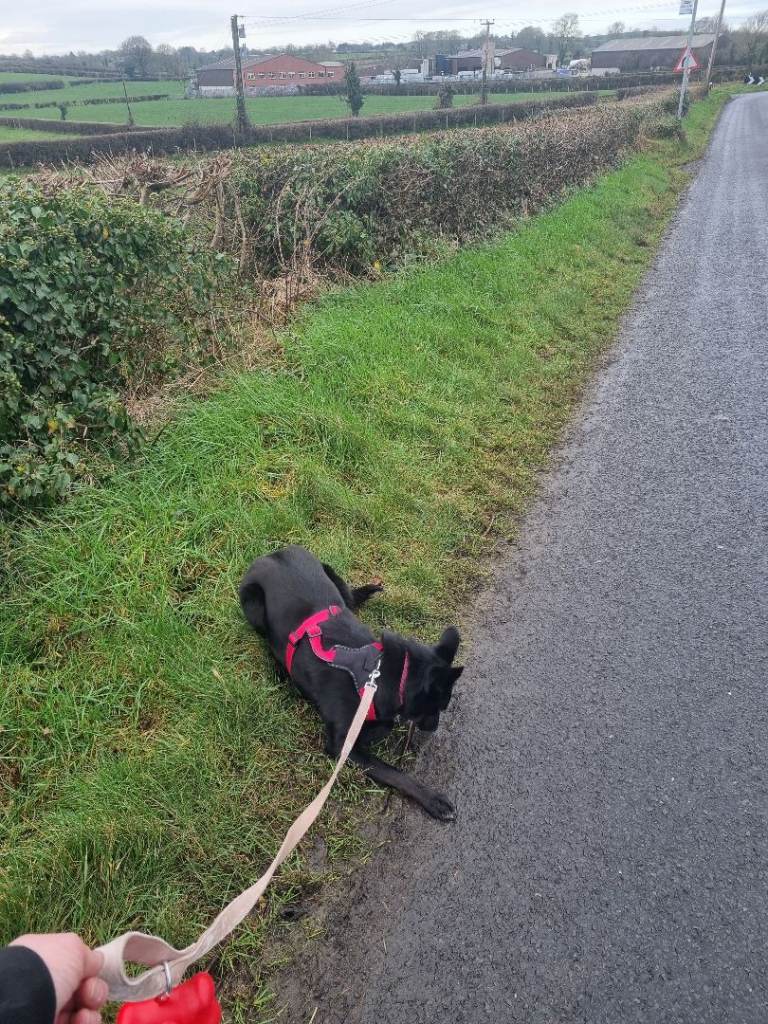 dog available for rehoming