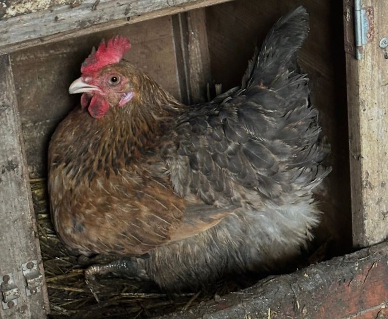 Young less than 1 year old chickens