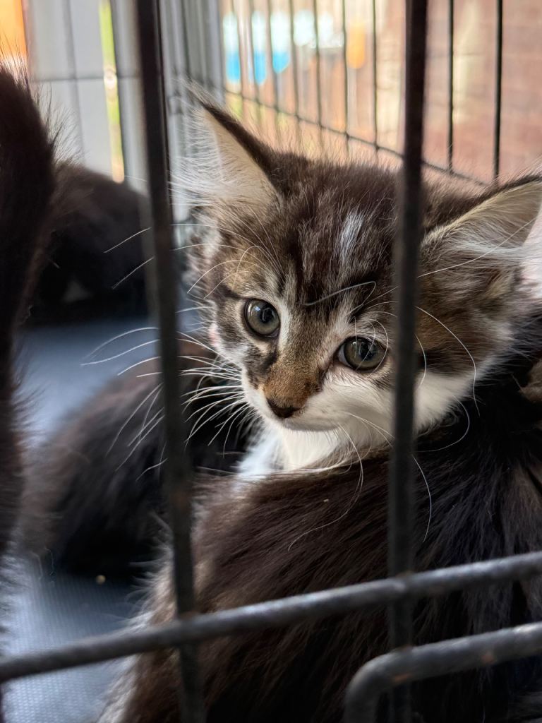 🐾 Adorable Kittens Looking for Their Forever Homes 🏡❤️