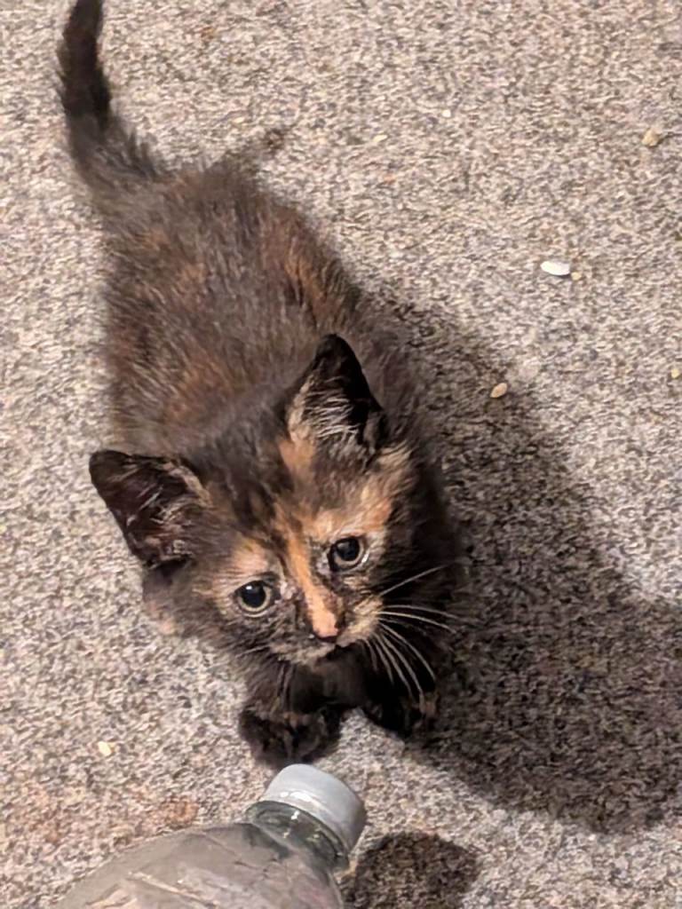 4 kittens looking for there forever home 