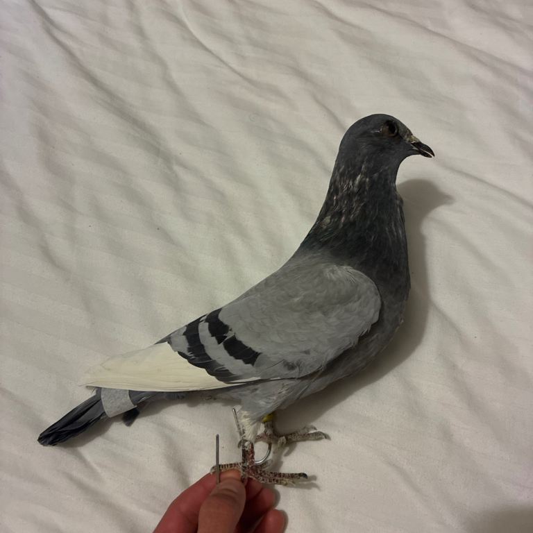 Grey White Black Collared Taxidermy Ornamental Racing Pigeon