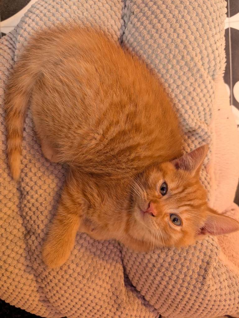 Amazingly Raised Male Ginger Kitten