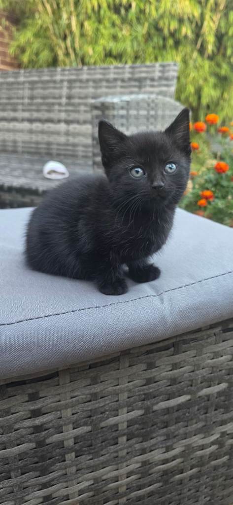 Adorable Kittens 1 boy left