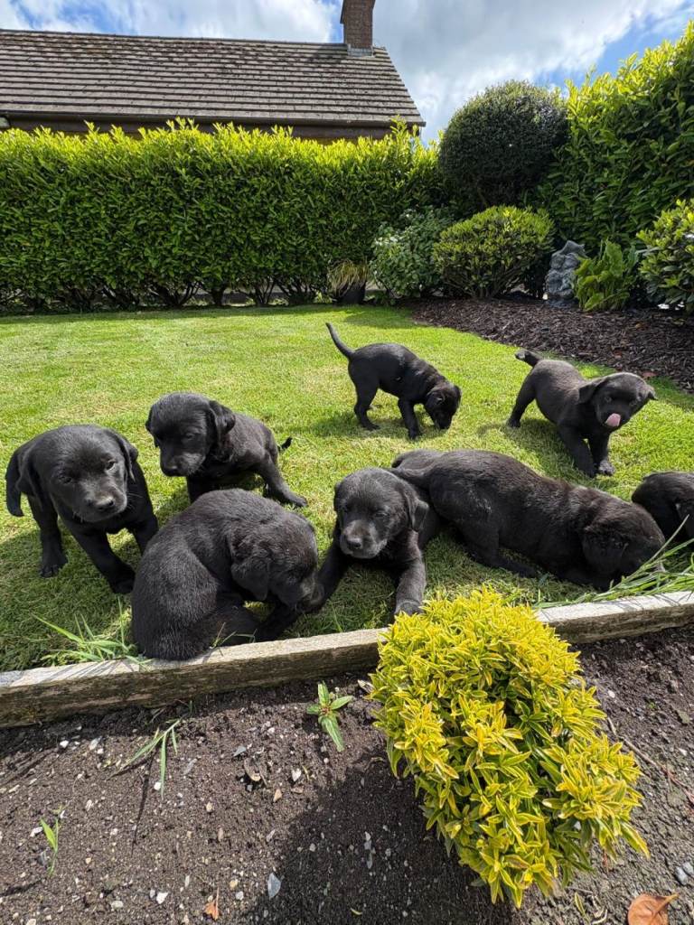 Labrador x Rottweiler pups