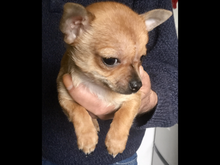 Chihuahua pup for sale, one red short haired boy left.