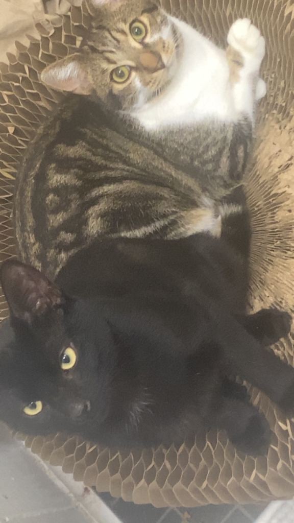 Bonded kittens 9 months old