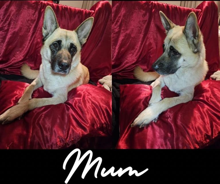 4 german shepherd x akita girl puppies