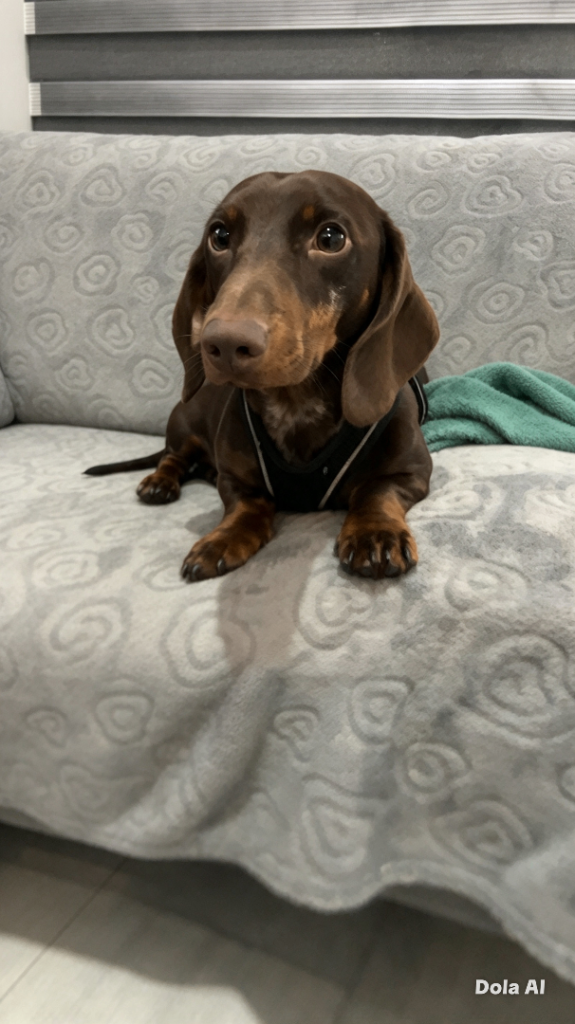 miniature dachshund 